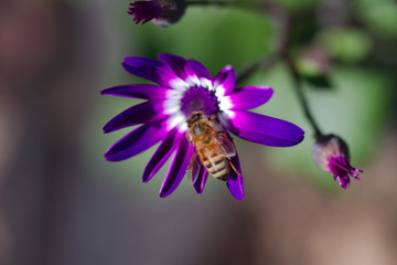 Honey Bee on purple flower taken with Nikon D850 and Tamron 90mm macro lens