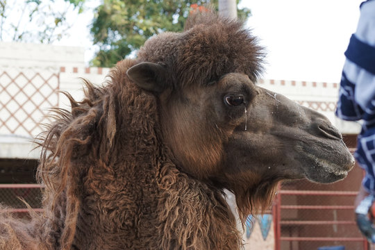 Close up head of Camel "Camelus" portrait side view