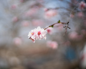 cherry blossom in spring