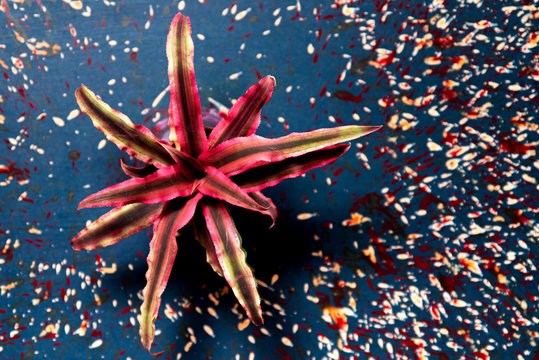 Cryptanthus plant with red leaves on a blue background with scattered paint
