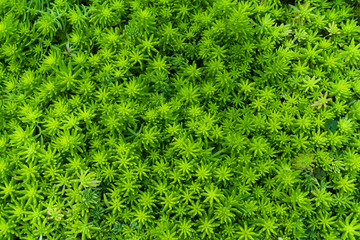 Closeup top view Sedum hispanicum plant background. Green Sedum hispanicum tree plant in the garden. ( Aureum ), (CRASSULACEAE),