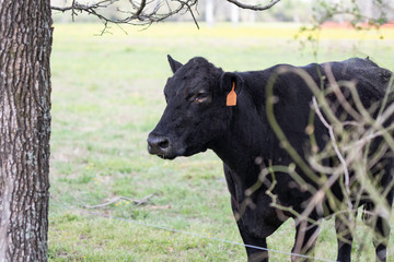 Angus brood cow behind briers