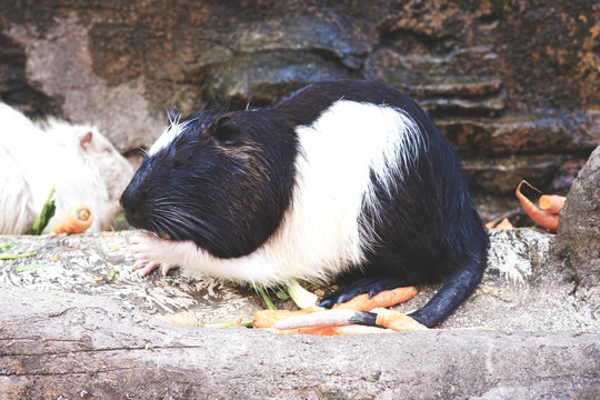 Black and white Nutria rat "Myocastor coypus" like to eat carrot