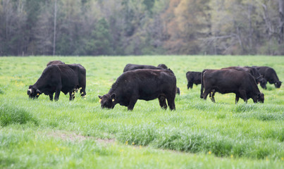 Angus cattle grazing in lush ryegrass