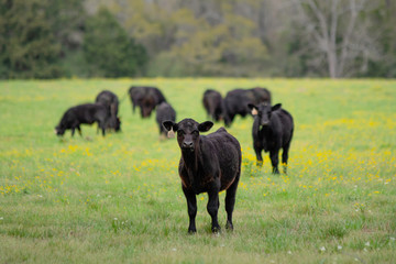 Angus calf in front of herd in spring pasture