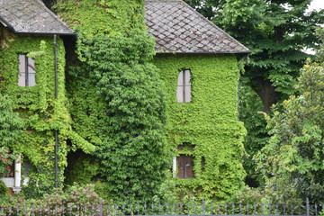 Bellissima abitazione co edera rampicante