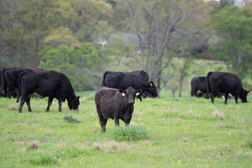 Fototapeta premium Angus crossbred cattle in early spring pasture