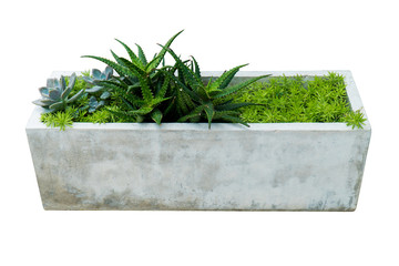 Cactus plant in flower pot isolated on white background. Fresh green cactus plant tree in long...