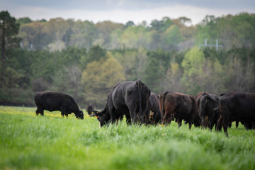 Fototapeta na wymiar Angus herd grazing lush ryegrass