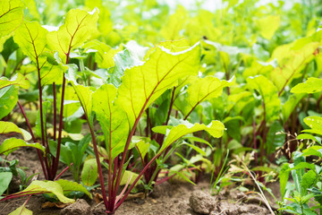 Young green leaves of the beets growing in the garden.
