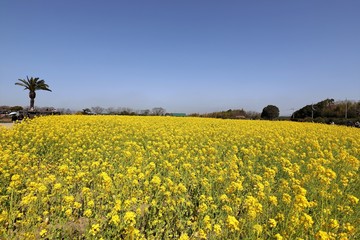 Fototapeta premium 和泉リサイクル環境公園