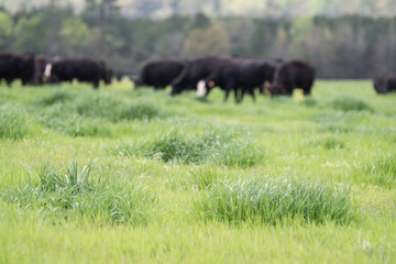Lush pasture with cattle out-of-focus in background