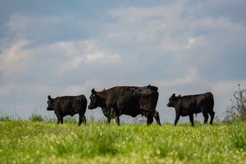Three Angus cattle walking on a ridgetop