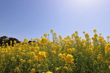 和泉リサイクル環境公園
