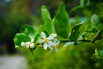Obraz premium Lime flowers with green leaves in the garden background. Closeup lime blossom and bud flowers with yellow pollen at farm
