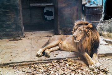 Lion lie down in open cage background. Male lion relaxing and resting on stone floor © phanasitti