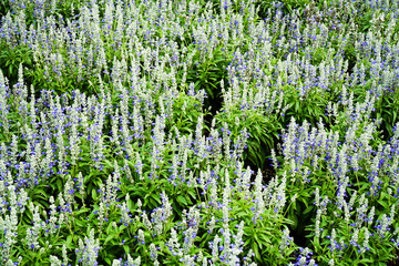 ฺBlue and white salvia farinacea flower in the garden background. Fresh blue and white salvia mealy cup sage color flowers with leaves in the park