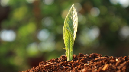 Avocado seedlings growing in the morning sunshine	