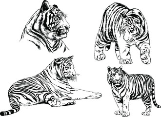 set of vector drawings on the theme of predators tigers are drawn by hand with ink tattoo logos