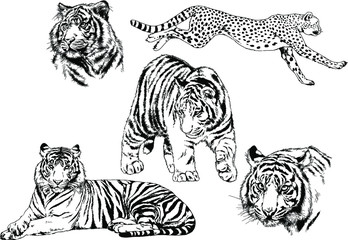 set of vector drawings on the theme of predators tigers are drawn by hand with ink tattoo logos