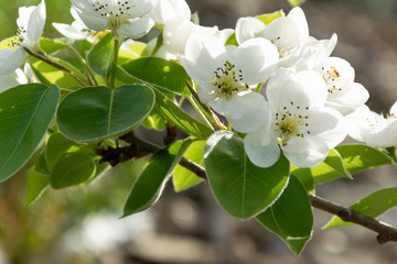 Close up of blossom pear branch, floral branch
