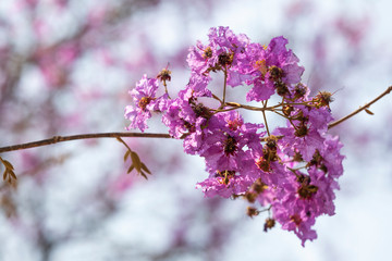 beautiful Thai crape myrtle flowers with natural purple background