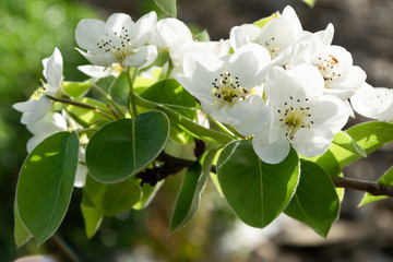 Close up of blossom pear branch, floral branch