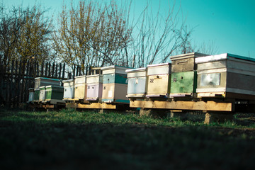 Fototapeta na wymiar hives in field