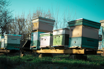 Fototapeta na wymiar bee hives in the field