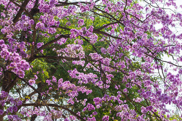 beautiful Thai crape myrtle flowers blooming full of tree