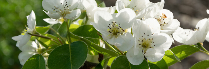 Fototapeta na wymiar Close up of blossom pear branch, floral branch