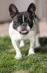 Obraz premium Picture of a French Bulldog who is standing in the yard on the grass, shallow DOF.