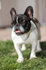 Picture of a French Bulldog who is standing in the yard on the grass, shallow DOF.