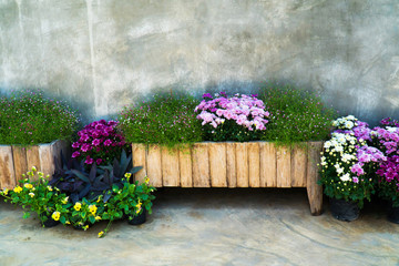 Wood flowerpot with flower with concrete wall background. Wood panel flower pot with beautiful...