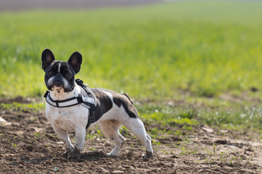 Picture of a security French Bulldog who is ranning on the meadow.