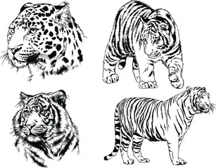 set of vector drawings on the theme of predators tigers are drawn by hand with ink tattoo logos