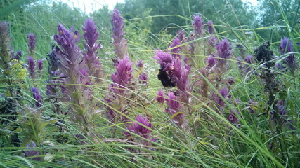 Bumblebee