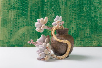 Succulents on green background，Graptopetalum amethystinum