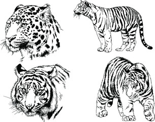 a set of vector drawings of various predators , tigers and lions, drawn in ink by hand, realistic for the logo