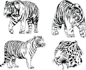 a set of vector drawings of various predators , tigers and lions, drawn in ink by hand, realistic for the logo