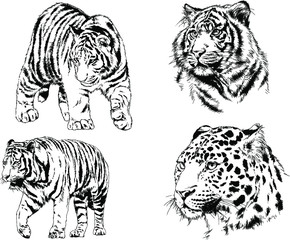 a set of vector drawings of various predators , tigers and lions, drawn in ink by hand, realistic for the logo