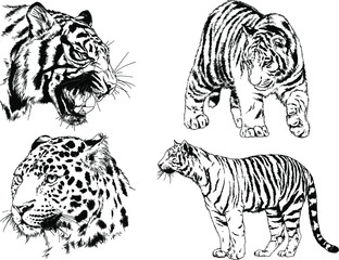 a set of vector drawings of various predators , tigers and lions, drawn in ink by hand, realistic for the logo