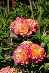 Colorful roses flowers on the branch in the garden