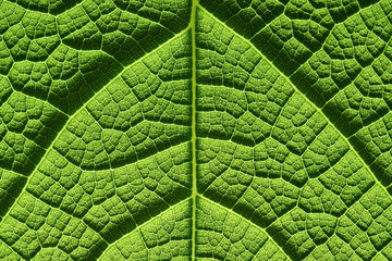 Closeup of green leaves texture background