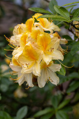 Blooming yellow flowers of Rhodenron. A great decoration for any garden