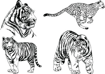 a set of vector drawings of various predators , tigers and lions, drawn in ink by hand, realistic for the logo