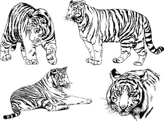 a set of vector drawings of various predators , tigers and lions, drawn in ink by hand, realistic for the logo