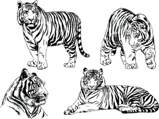 a set of vector drawings of various predators , tigers and lions, drawn in ink by hand, realistic for the logo