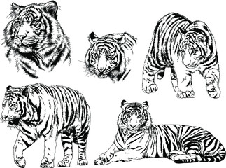 a set of vector drawings of various predators , tigers and lions, drawn in ink by hand, realistic for the logo