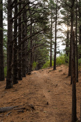 Pine forest with brown buttom and green trees
